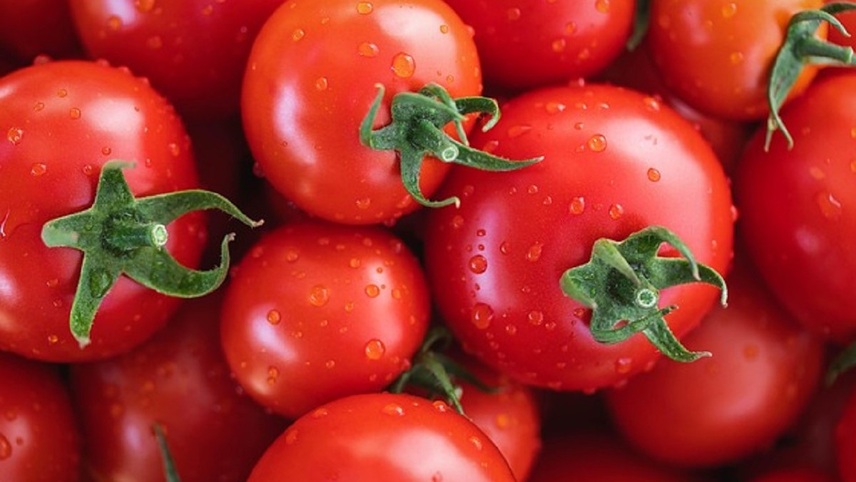 Tomates las altas temperaturas amenacan la producción agrícola.jpg